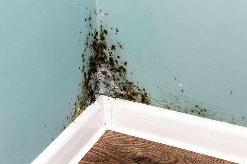Mold Remediation in Fort Smith, AR | Wall2Wall Restoration - Fort-Smith-3