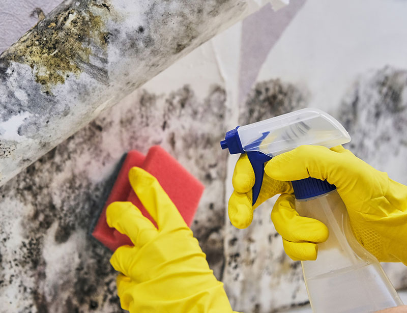 Mold Remediation Service in Greenwood, AR | Wall2Wall - Greenwood-3